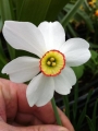 Pheasants Eye Daffodil