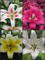 'Tree like' Lily Bulb Collection (Pack of 12 Bulbs)