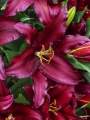 Firebolt lily