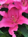 Lily Homerus
