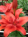 Original Love Lily