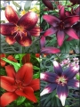 'Asiatic' Lily Bulb Collection (Pack of 12 Bulbs)