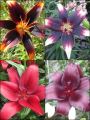 'Asiatic' Lily Bulb Collection (Pack of 12 Bulbs)