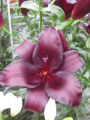 Asiatic Lily Nightrider