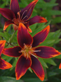 Forever Susan Asiatic Lily