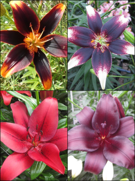 'Asiatic' Lily Bulb Collection (Pack of 12 Bulbs)