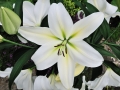 Gizmo Longiflorum Oriental Lily