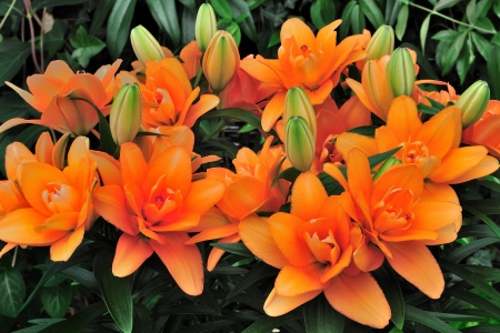Buy Lily Bulbs | Tiny Double You Dwarf Oriental Lily | Gold Medal ...