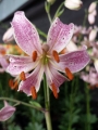 Pink Morning lily close up