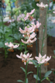 Pink Morning Martagon Lily