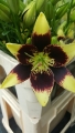 Asiatic Lily Easy Dance, Yellow and Black