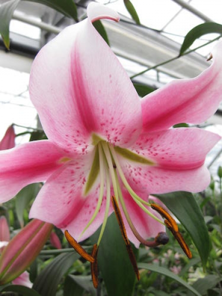 Lily 'Anastasia'