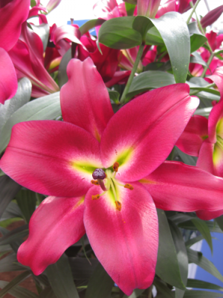 Lily 'Mussasi'