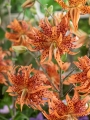Lilium Flore Pleno