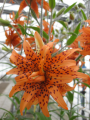 Lily 'Flore Pleno'