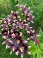 Netty's Pride Asiatic Lily