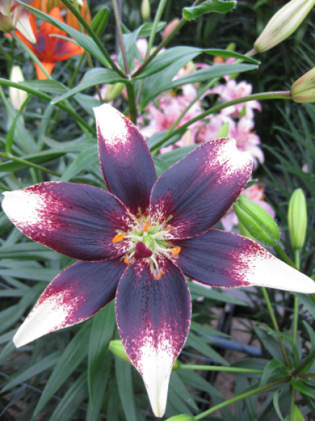 Lily 'Netty's Pride'