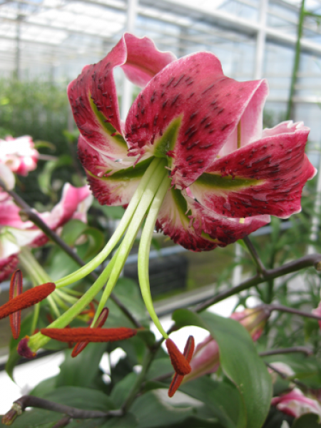 Lily 'Black Beauty'