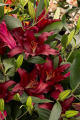 Firebolt Lily