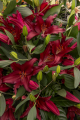 Firebolt Lily bulbs