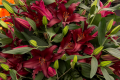 Firebolt Lilies at RHS Chelsea Flower Show