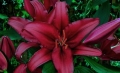 Firebolt Lily close up