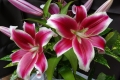 Flashpoint lily from customer