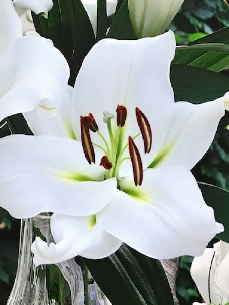 Lily 'Zambesi'