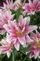 Roselily Natalia - cut flower
