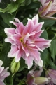 Roselily Natalia
