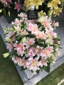 Display of Roselily Natalia Lily bulbs