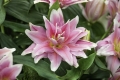 Stunning Roselily Natalia 