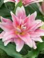 Roselily 'Natalia'