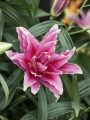 Roselily 'Elena'