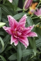Roselily Elena Close Up