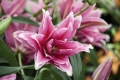 Roselily Elena - Double flowering lily 