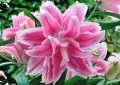 Roselily Isabella 