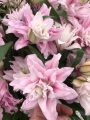 Roselily 'Isabella'