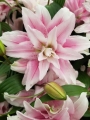 Roselily Isabella