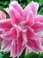 Roselily 'Isabella'