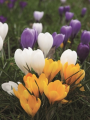 Mixed Crocus Bulbs