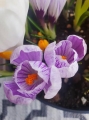 Crocus