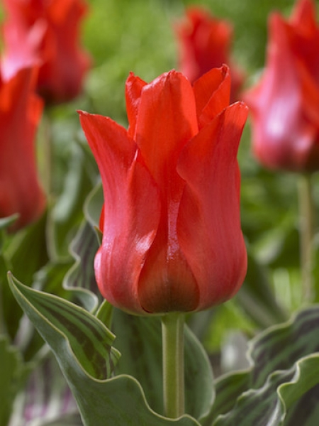 Tulip 'Red Riding Hood'