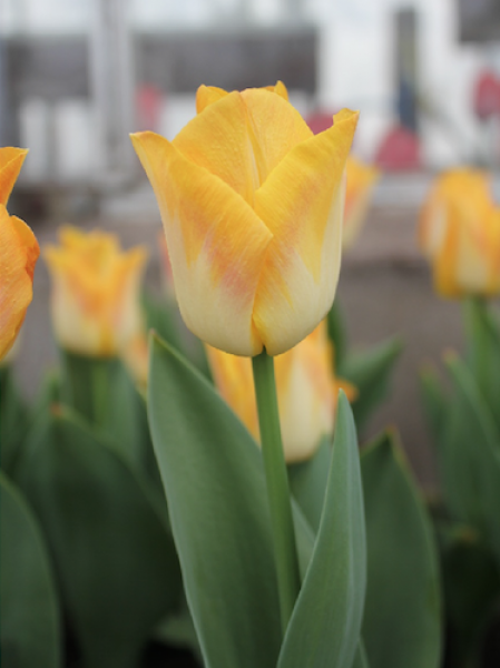 Tulip 'Golden Dynasty'