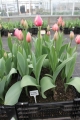 Collection of Russian Princess Tulips in flower