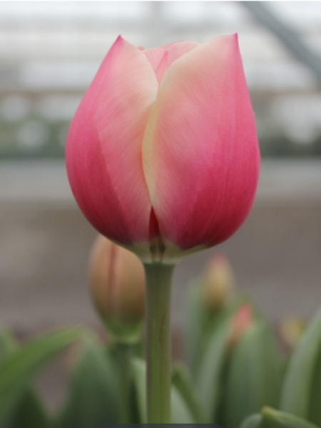 Tulip 'Russian Princess'