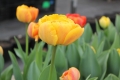 Collection of Sunlover Tulips