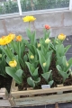 Collection of Sunlover Tulips growing