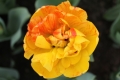 Top view of Sunlover Tulip