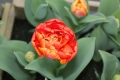 Sunlover Tulip in Red